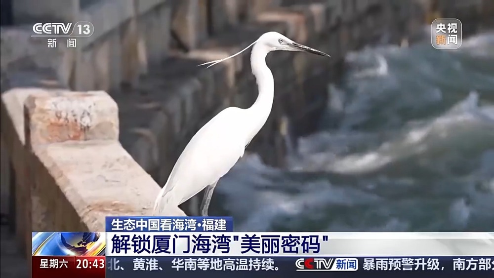 保護潮起潮落間的美麗！看這是建設(shè)海灣的“硬核”實力(圖12)
