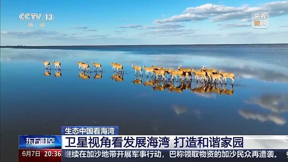保護潮起潮落間的美麗！看這是建設(shè)海灣的“硬核”實力(圖3)