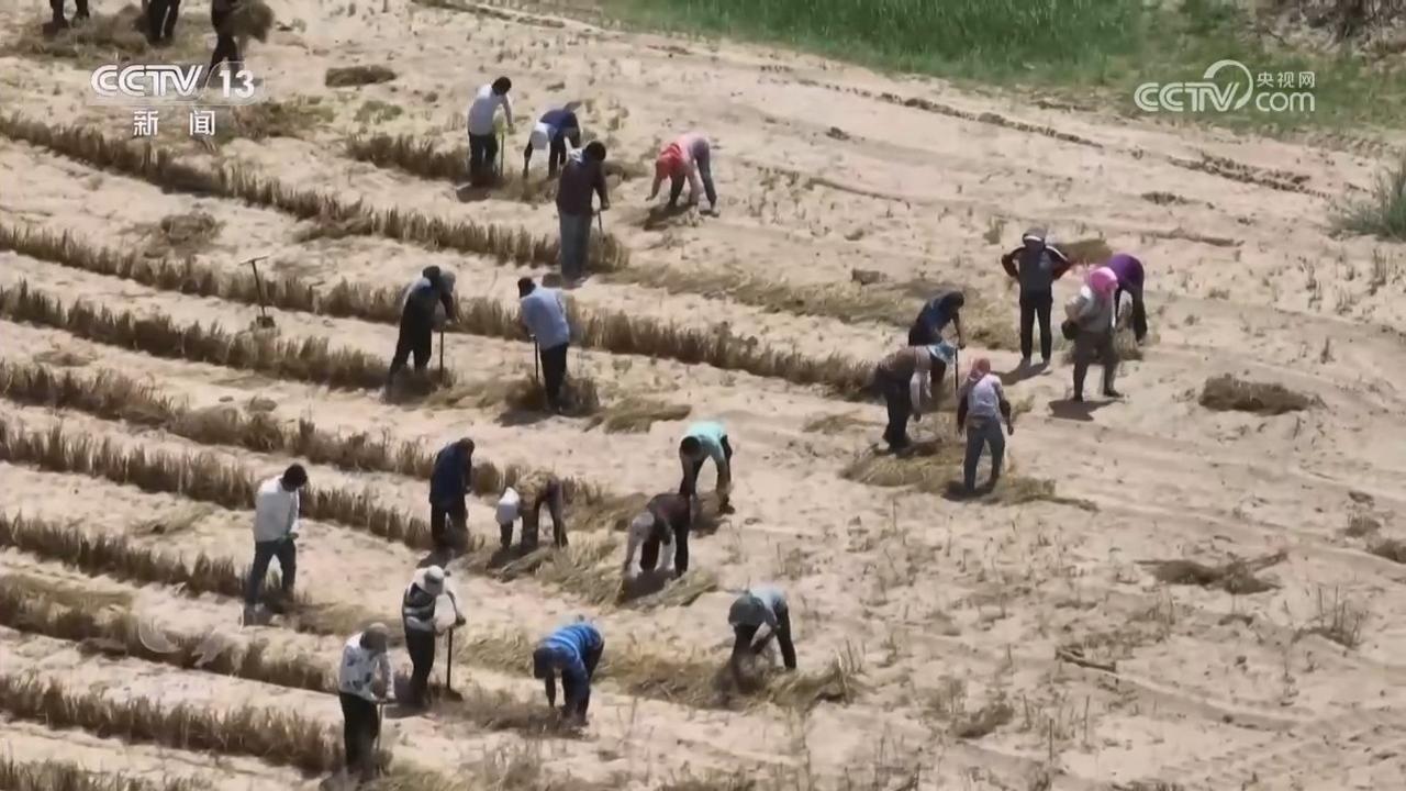 焦點(diǎn)訪談｜久久為功 祖國北疆筑起抵御風(fēng)沙“綠色長城”(圖12)